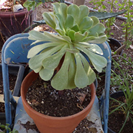 canary_aeonium.jpg